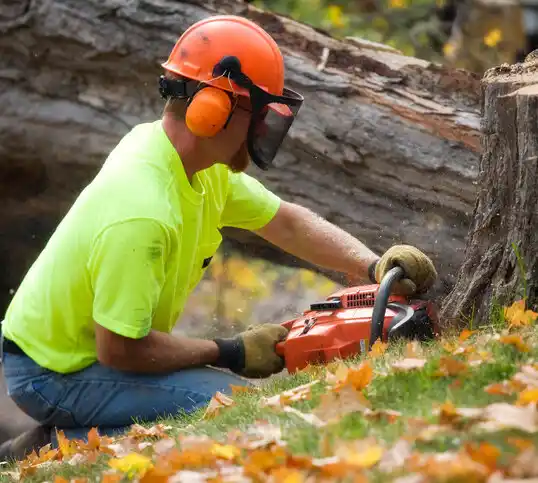 tree services Bridgehampton